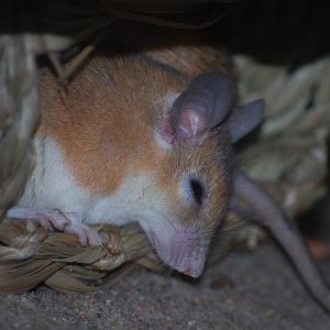 Cairo Spiny Mouse