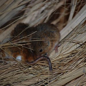 Eurasian Harvest Mouse