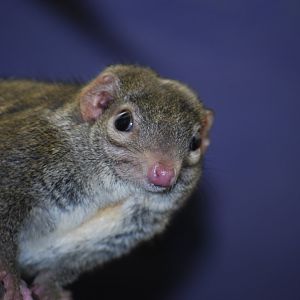 Northern Tree Shrew