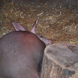 Aardvark