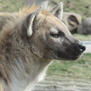 Hyena at the Turtle Back Zoo