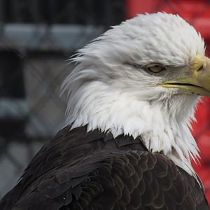 Bald Eagle at the Turtle Back Zoo