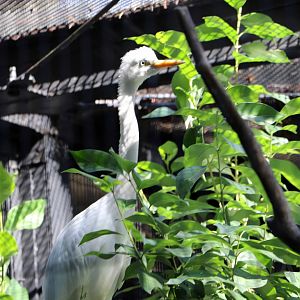 Intermediate egret, October 2017