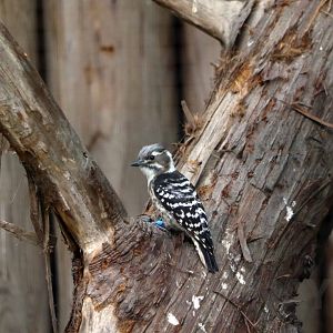 Japanese pygmy woodpecker, October 2017