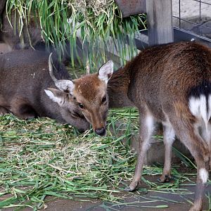 Yakushima sika deer