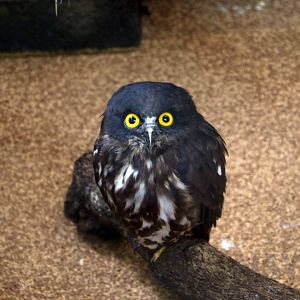 Japanese boobook, October 2017