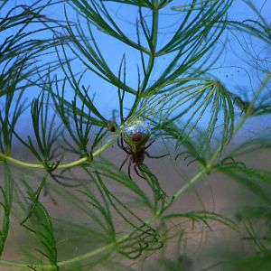Japanese diving bell spider, October 2017