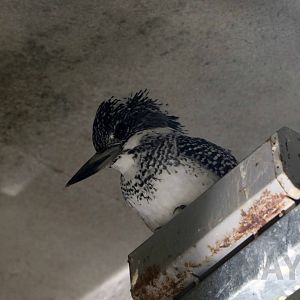 Crested kingfisher, October 2017