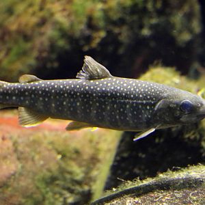 White-spotted char, October 2017