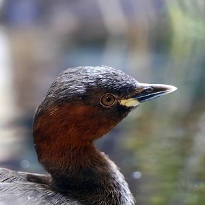 Little grebe, October 2017