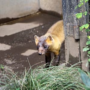 Japanese marten, October 2017