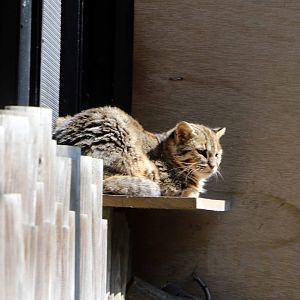 Tsushima leopard cat, October 2017
