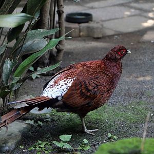 Ijima's copper pheasant, October 2017