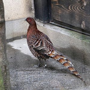 Shikoku copper pheasant, October 2017
