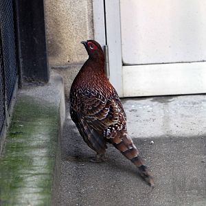 Scintillant copper pheasant, October 2017