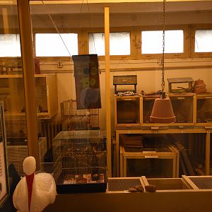 Native species house