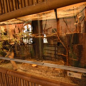 Asia house - Tree shrews