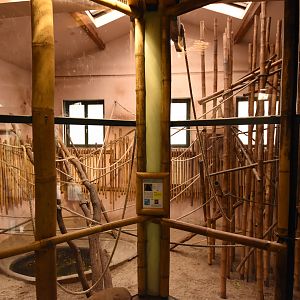 Asia house - Javan langur