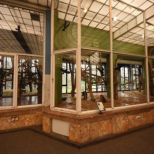 Monkey house - Golden-bellied mangabey