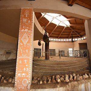 Asian elephant indoors