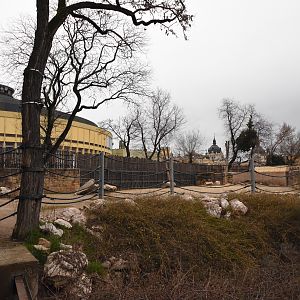 Asian elephant outdoors