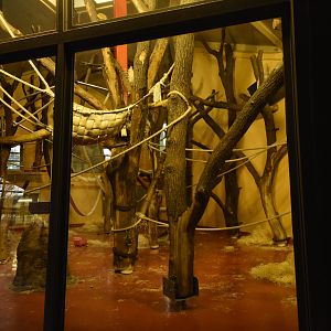 Ape house - Orang utan indoors