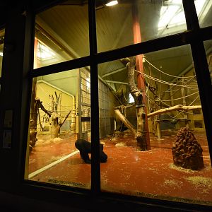 Ape house - Gorilla outdoors