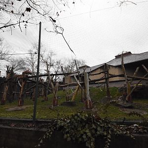 Ape house - Orang utan outdoors