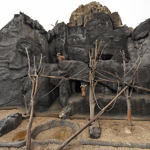 Baboon + sheep enclosure