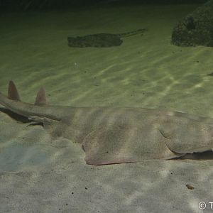 Angelshark (Squatina squatina), April 2018