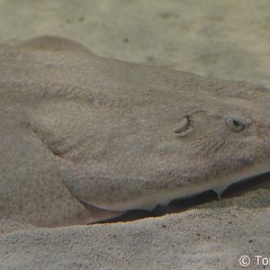 Angelshark (Squatina squatina), April 2018.