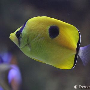 Yellow Teardrop Butterflyfish (Chaetodon interruptus), April 2018