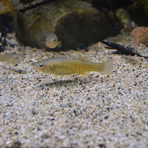 Bermuda Killifish at Chester, 07/04/18