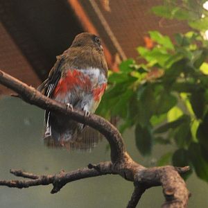 Collared Trogon at Chester, 07/04/18