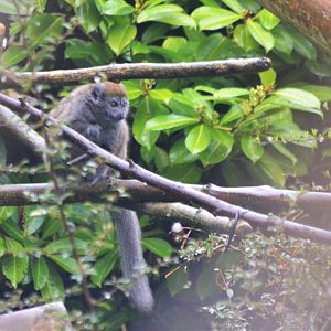 Alaotran Gentle Lemur at Chester, 07/04/18