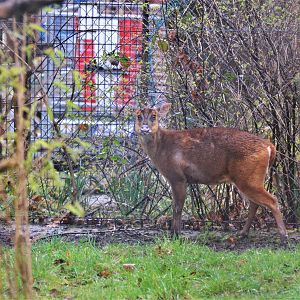 Indian Muntjac (female) at Chester, 07/04/18