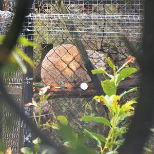 Pallas Cat at Chester, 07/04/18