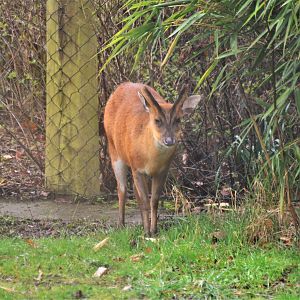 Indian Muntjac (male) at Chester, 07/04/18