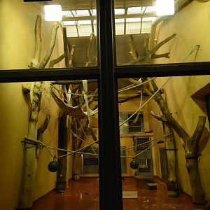 Ape house - Orang utan indoor