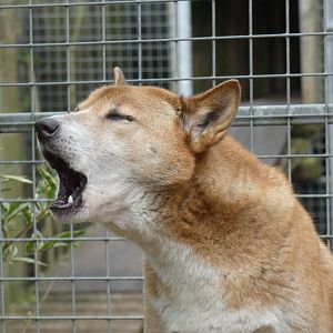 New Guinea Singing Dog 'Singing'