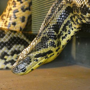 Yellow Anaconda