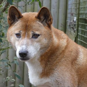New Guinea Singing Dog