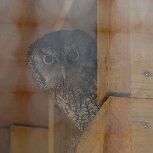 Tropical Screech Owl