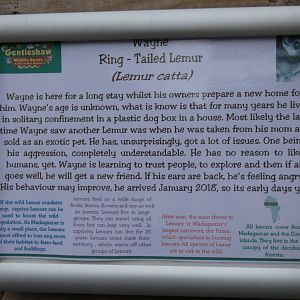 Ring-tailed Lemur signage