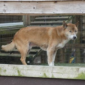 New Guinea Singing Dog in the window