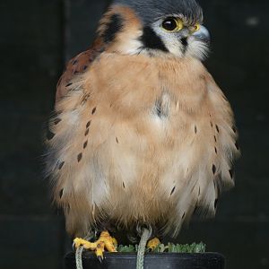 American Kestrel