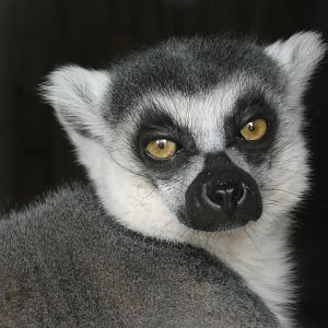 'Wayne' the Ring-tailed Lemur