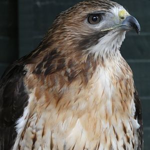 Red-tail Hawk