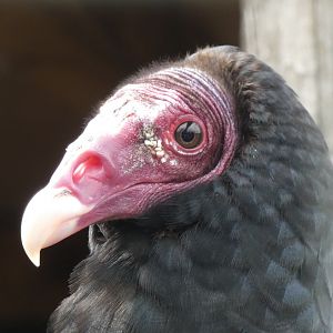 Turkey Vulture