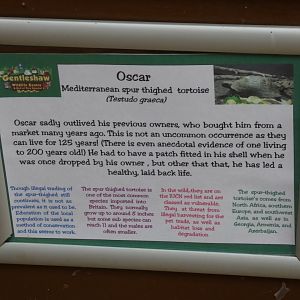 Spur-thighed Tortoise Signage